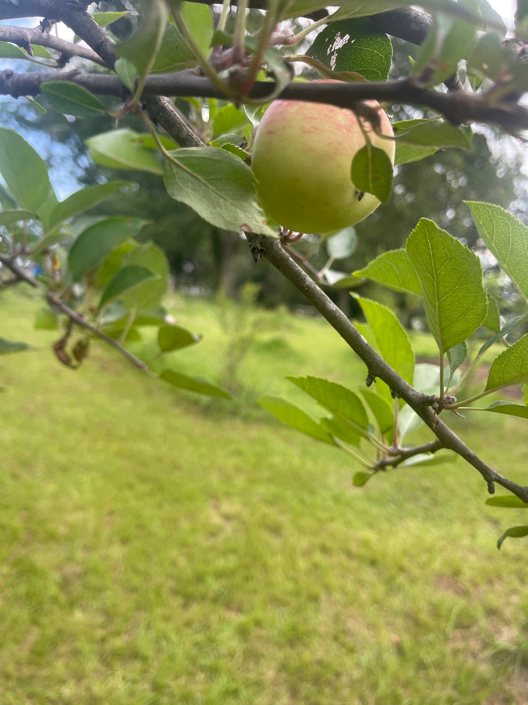 Papa's Orchard- Assorted Fruit Trees